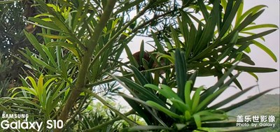 風景區(qū)?綠葉&鮮花之美