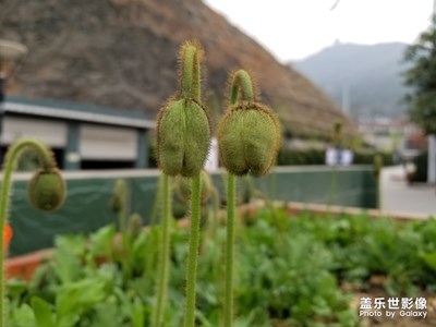 s8拍攝的花兒