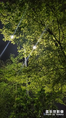 夜間的綠意