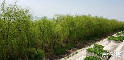 油菜花開老九隨拍