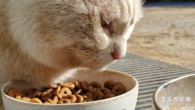 貓