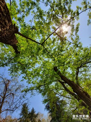 來自春天的問候，s10驚天逆光