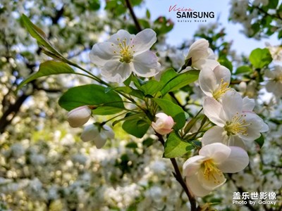 【四月你好】+夢里海棠花下語