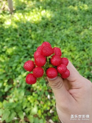 S8＋陪我走過(guò)的春夏秋冬