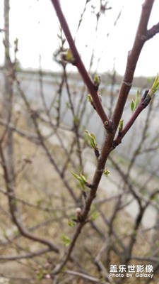 【四月你好】+懷柔~乍暖還寒芽動花開