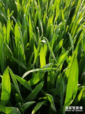 清晨的麥田，晨露掛在麥尖