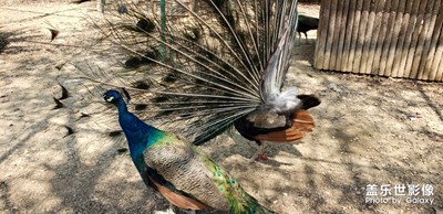 【四月你好】＋孔雀開屏