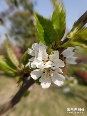 【四月你好】＋山櫻花