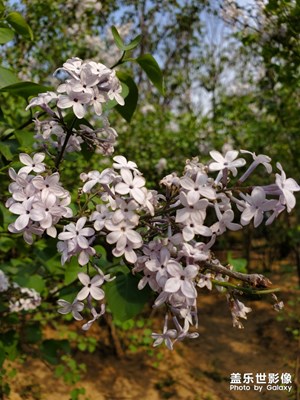 當(dāng)S10＋遇上紫丁香