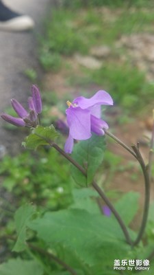 野花的春天，用了3年的s7繼續(xù)記錄