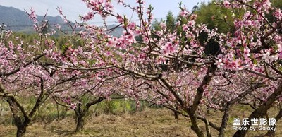 游桃林，有好運????