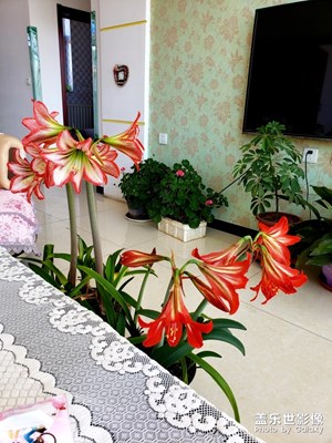 【四月你好】+媽媽養(yǎng)的花