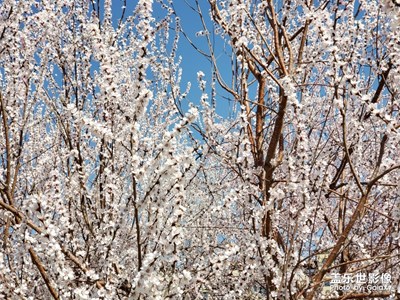 清明時(shí)節(jié)