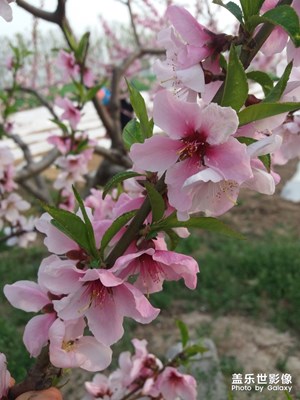 人面桃花醉春風(fēng)