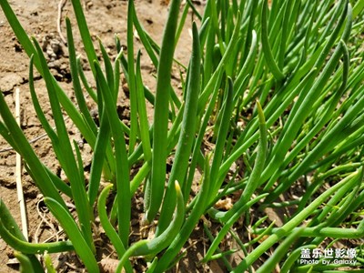 隨手拍。。。。。