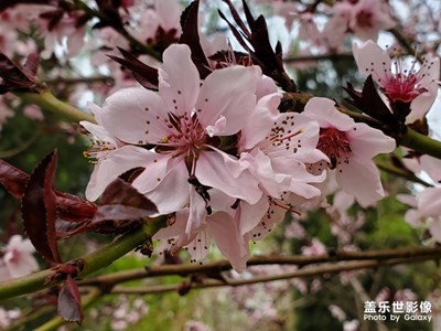 【四月你好】+人間四月天，我在玉淵潭！