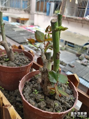 玫瑰??四姐妹初長成