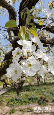 梨花節(jié)到了，啦啦啦。