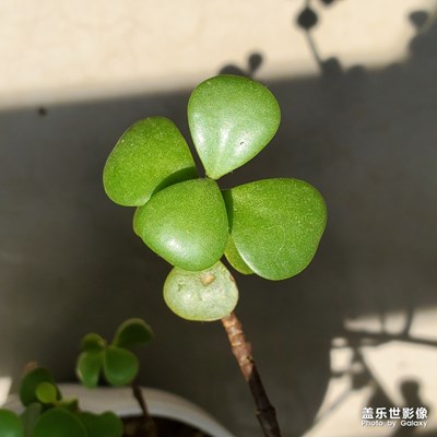 金枝玉葉一相逢，便勝卻人間無數(shù)