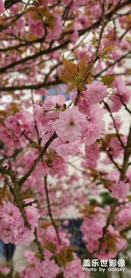 花開的季節(jié)