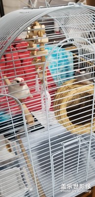 鳥語(yǔ)，花香在哪？