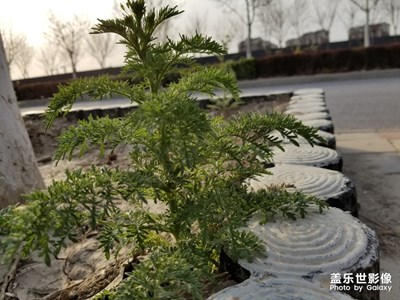 Samsung S8+陪我的一天