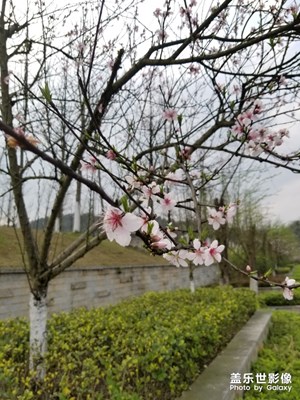 【陽(yáng)光的味道】+陽(yáng)光背后成長(zhǎng)的花