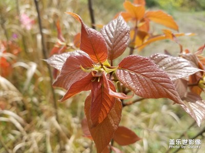 【陽光的味道】+清明踏青