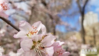 【陽(yáng)光的味道】春天的氣息…