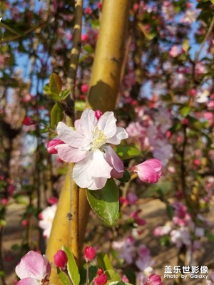 【陽光的味道】+ 四月的陽光