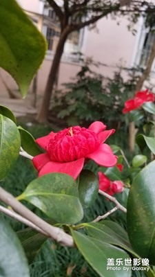 復旦大學校區(qū)