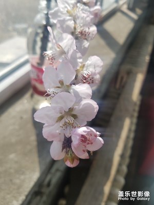 【陽光的味道】桃花朵朵開