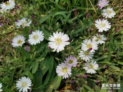 【陽(yáng)光的味道】+路邊小野花