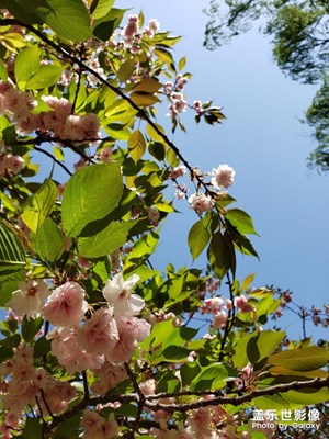 隨手拍-晚春落花