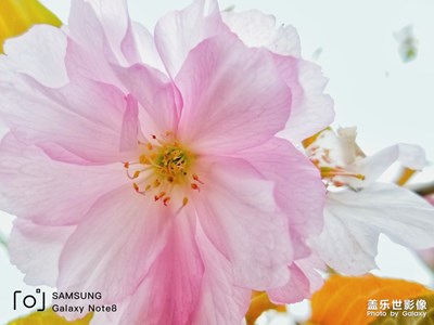 櫻花爛漫幾多時