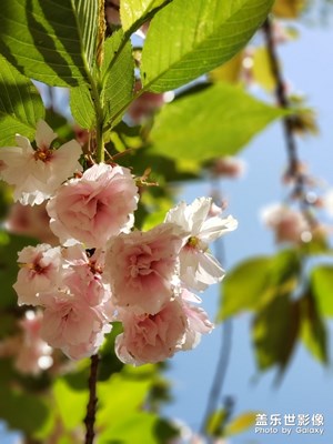 【陽光的味道】+晚春落花