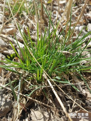 【陽光的味道】春暖花開