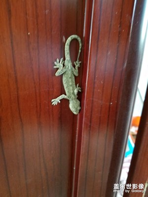在路上+發(fā)現(xiàn)的壁虎