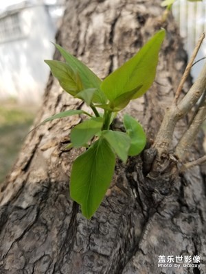 三星蓋樂(lè)世S8+