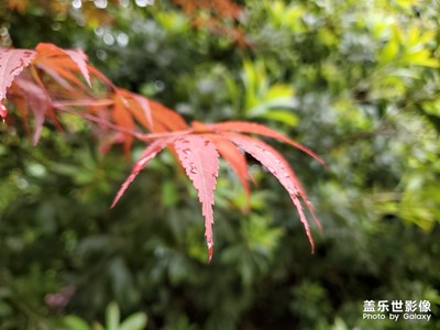 雨中紅葉