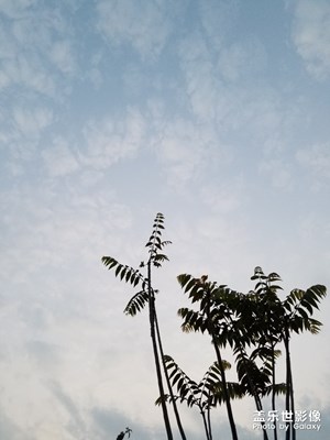 【香椿樹(shù)】