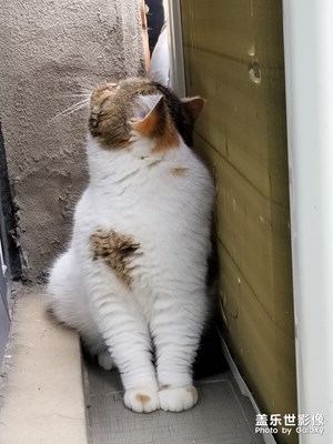 來來來，看這娃娃可愛不