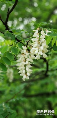 槐花