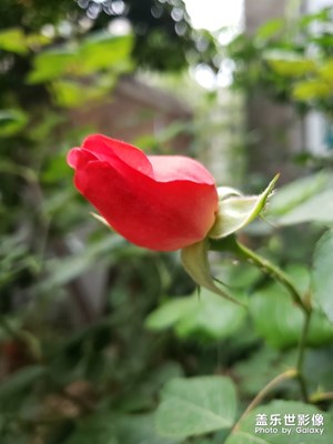 隨手拍-微距，虛化效果，專業(yè)模式開啟