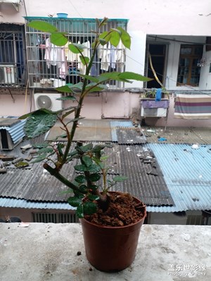 記錄玫瑰??四姐妹的成長 半個月后