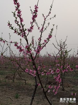 【不負好春光】+春天的色彩