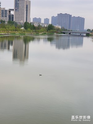 今天早上看到野*，剛才照