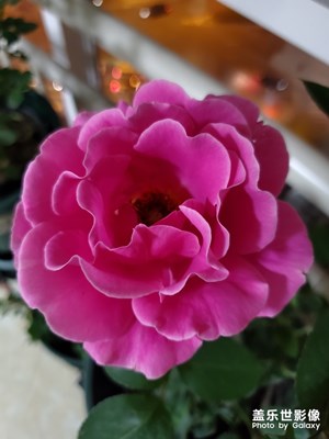 《花開花落》s10+隨拍記錄它們成長時刻