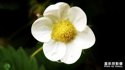 雨露 綠葉 花