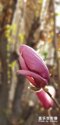 【不負(fù)好春光】+校園春光